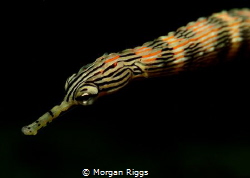 'Chasing the Dragon' this beatiful Dragon Faced Pipefish ... by Morgan Riggs 